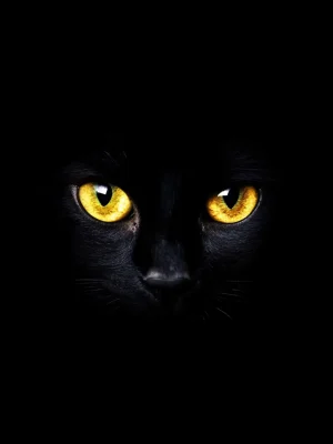 Animal Posters – Feline Eyes