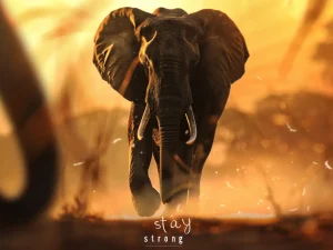 Animal Posters – Stay Strong